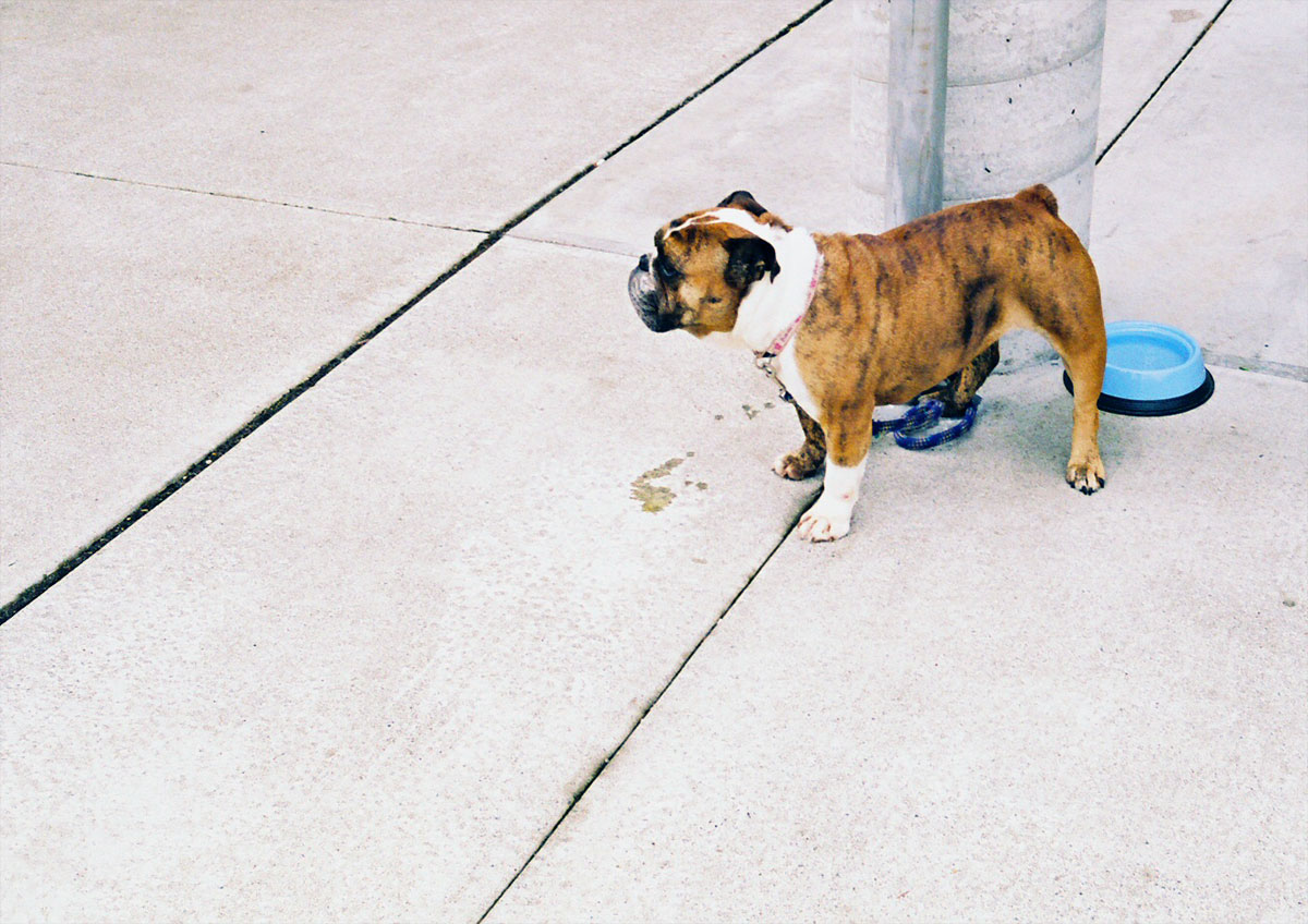 Taken in Olympia, WA with an older Nikon film SLR. 